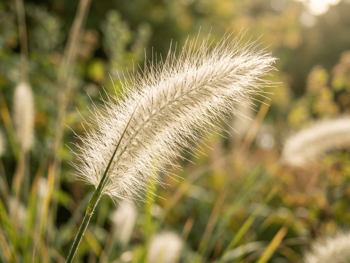 Wolliges Federborstengras — Nahaufnahme von Blättern und Blüten