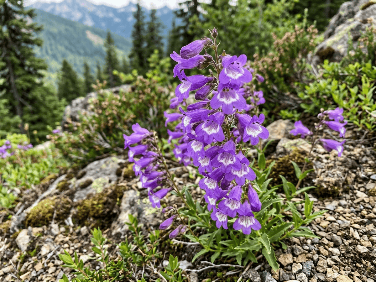 Cardwell's Beardtongue — close-up of leaves and flowers
