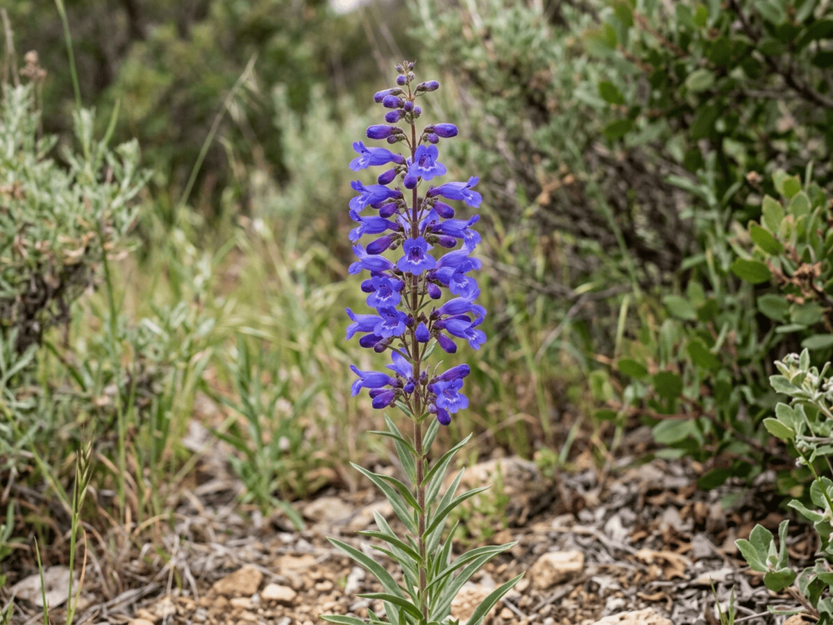 Bunchleaf Penstemon (Penstemon heterophyllus), whole plant