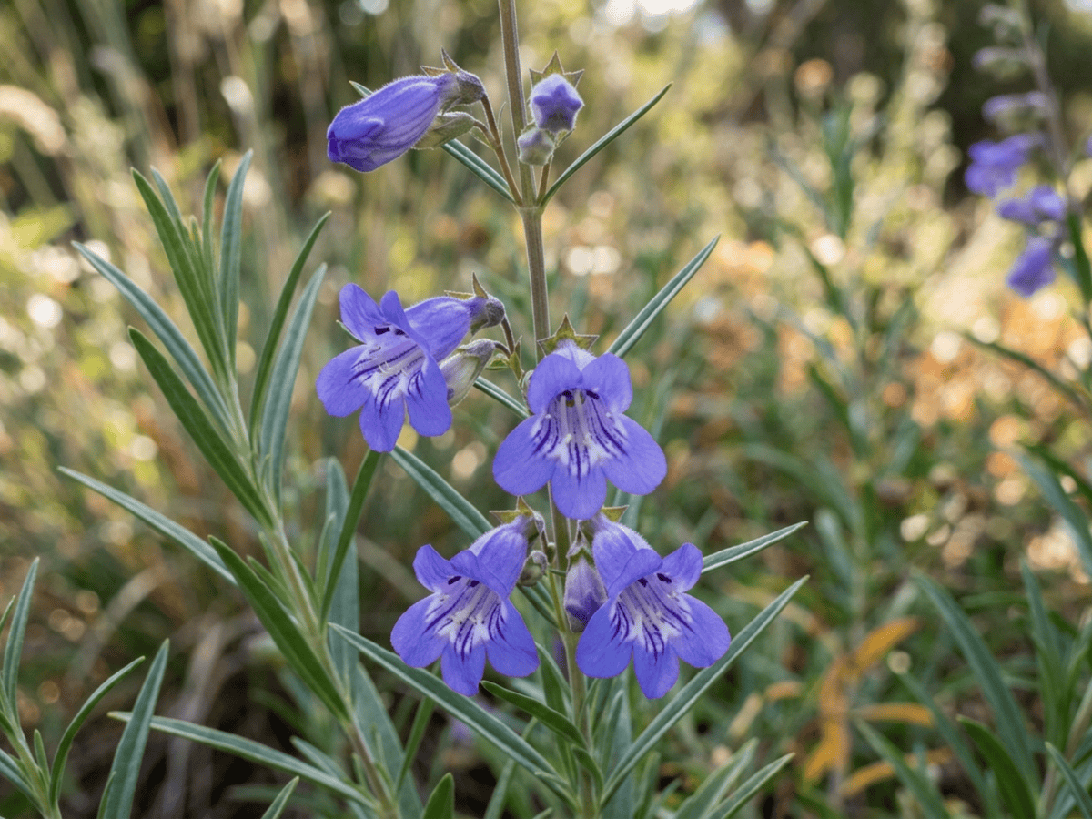 Bunchleaf Penstemon — close-up of leaves and flowers
