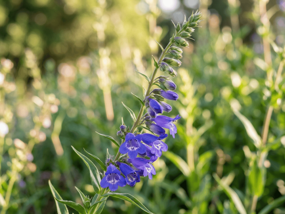Bunchleaf Penstemon — seasonal appearance