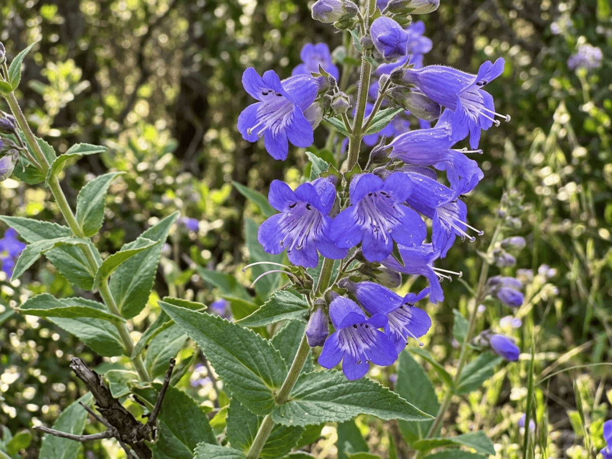 penstemon vistoso — primer plano de hojas y flores