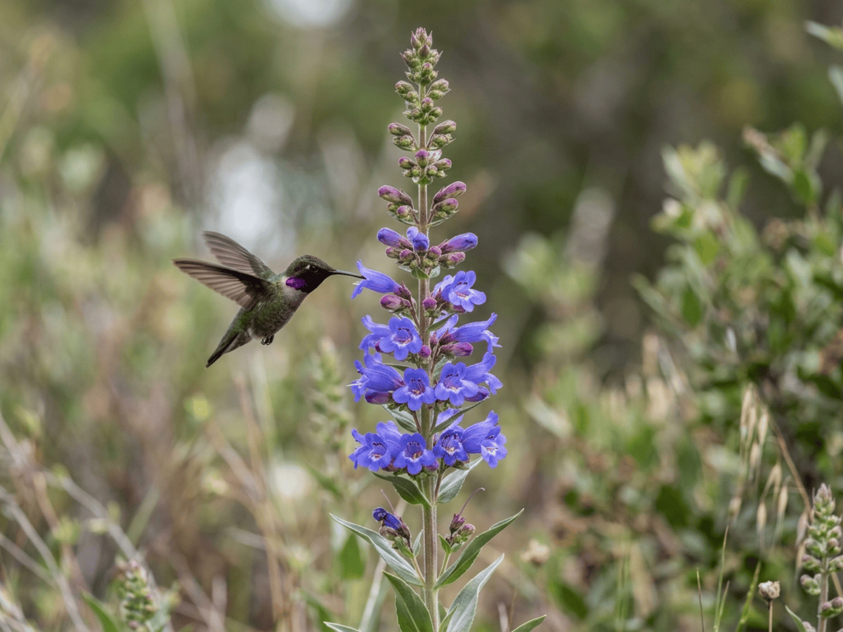 penstemon vistoso — aspecto estacional