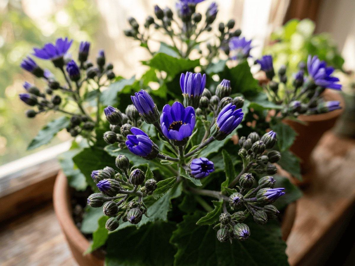 Florist's Cineraria — seasonal appearance