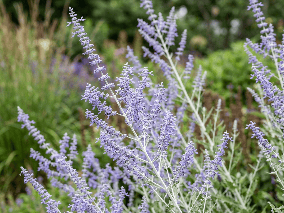Silber-Perowskie — Nahaufnahme von Blättern und Blüten
