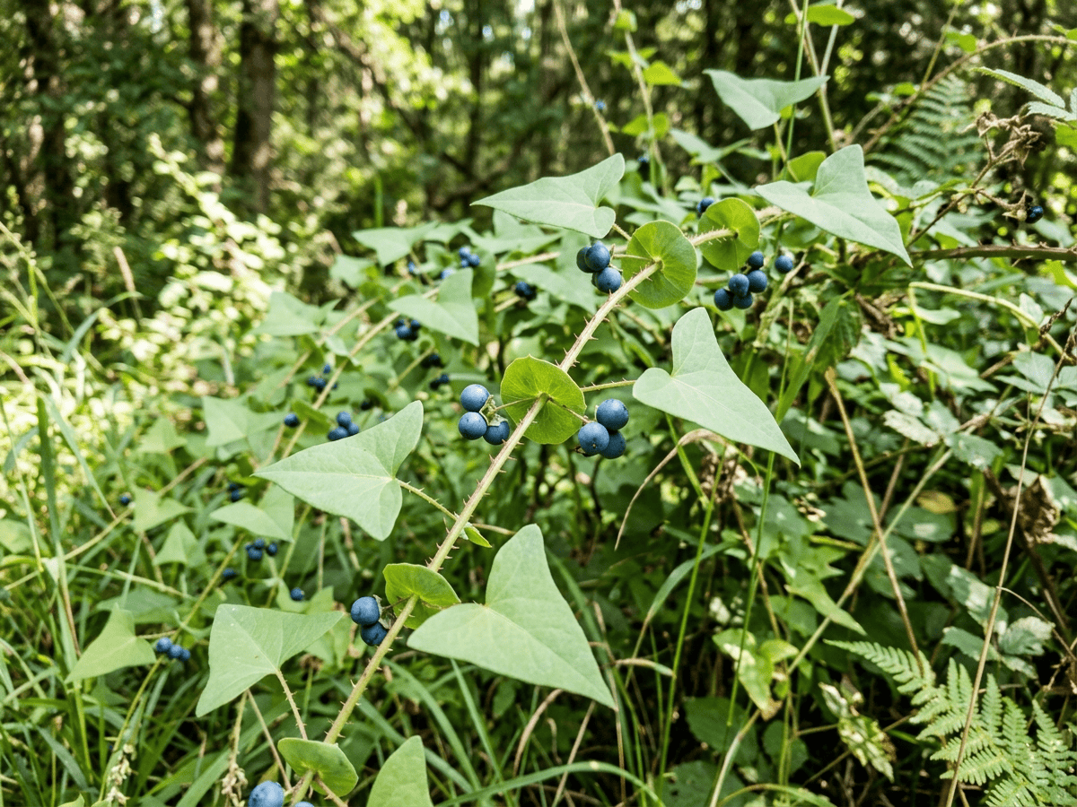 Mile-A-Minute Weed — close-up of leaves and flowers