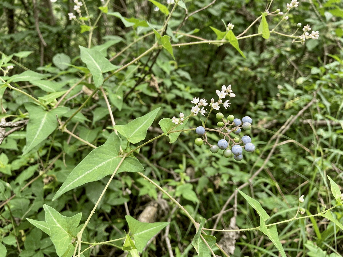 Mile-A-Minute Weed — seasonal appearance