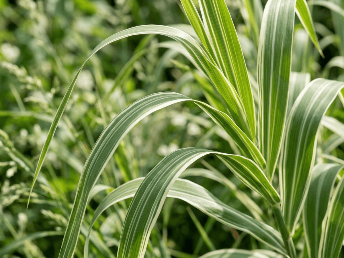 Rohrglanzgras — Nahaufnahme von Blättern und Blüten
