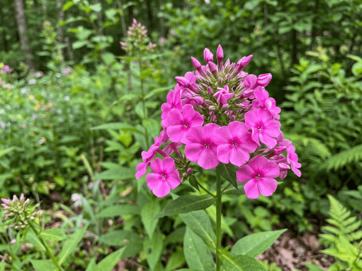 Carolina-Flammenblume — saisonales Erscheinungsbild