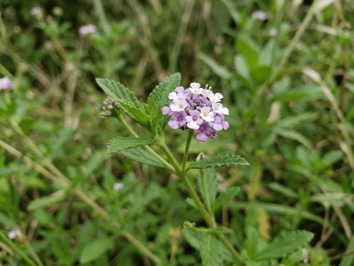 Erba Luigia minore — primo piano di foglie e fiori