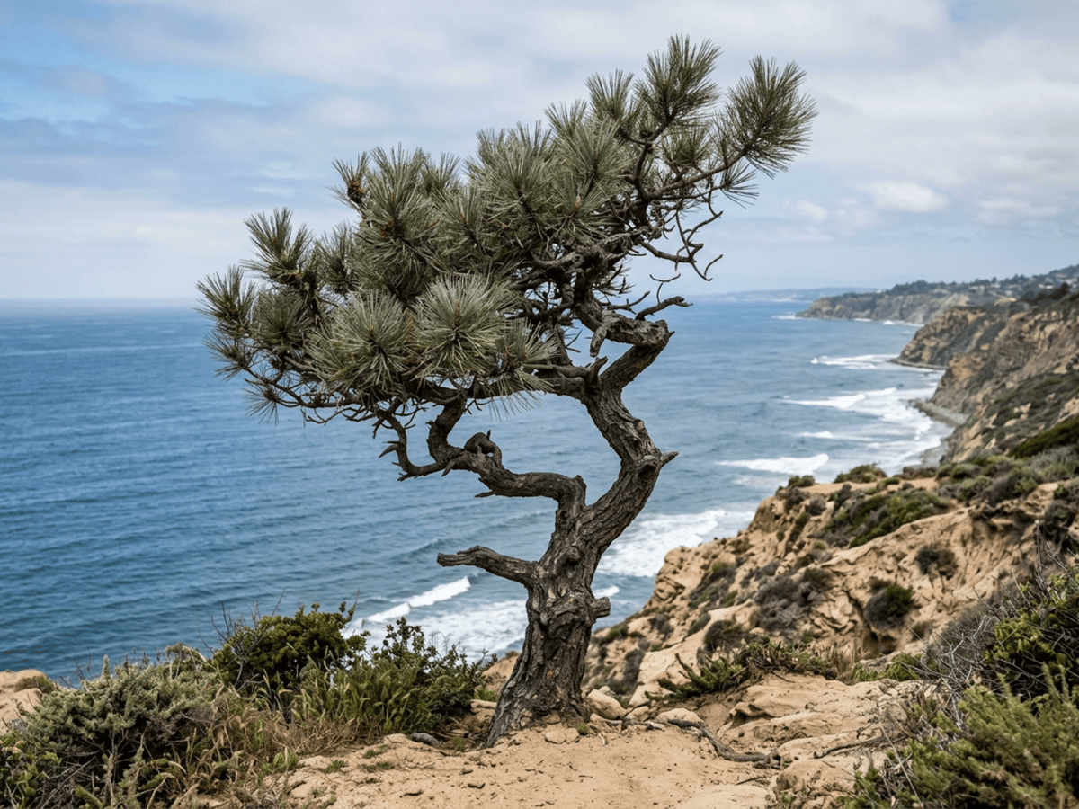 Pino di Torrey (Pinus torreyana), pianta intera