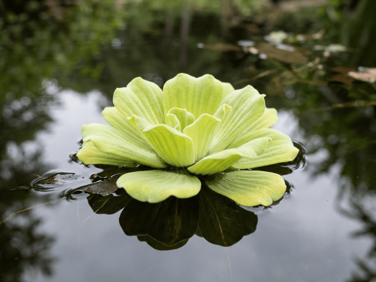 물상추(Pistia stratiotes) 전체 모습