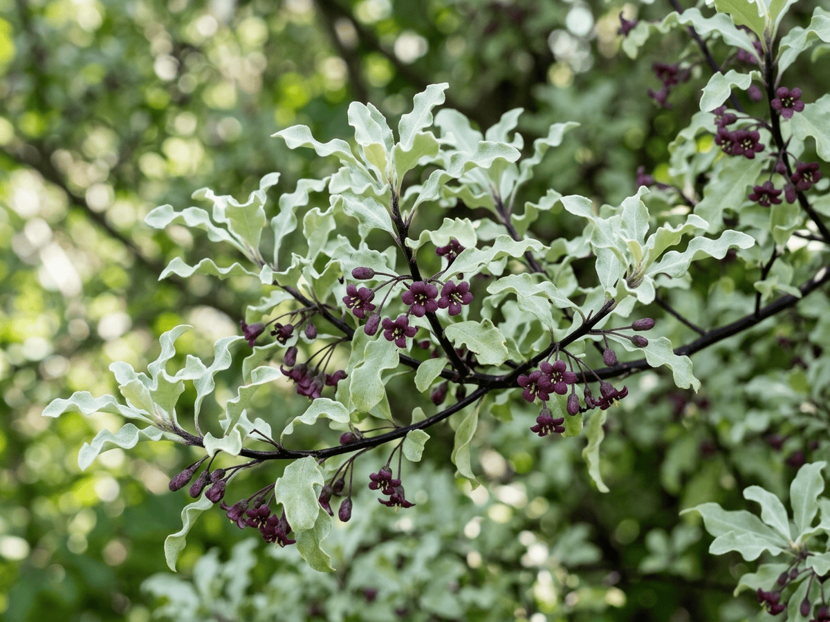 pitosporo de hoja fina — primer plano de hojas y flores