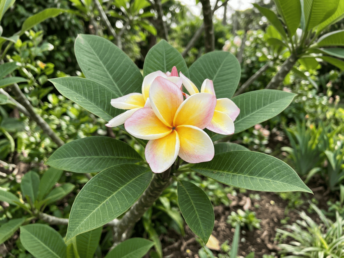 Frangipani rosso (Plumeria rubra), pianta intera