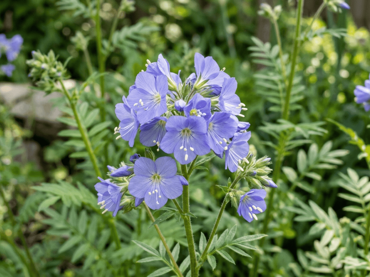 Blue Jacob's Ladder — close-up of leaves and flowers