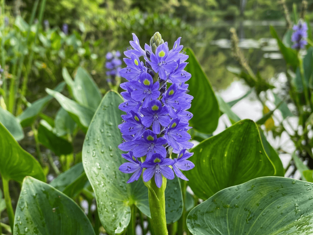 Pickerelweed — close-up of leaves and flowers