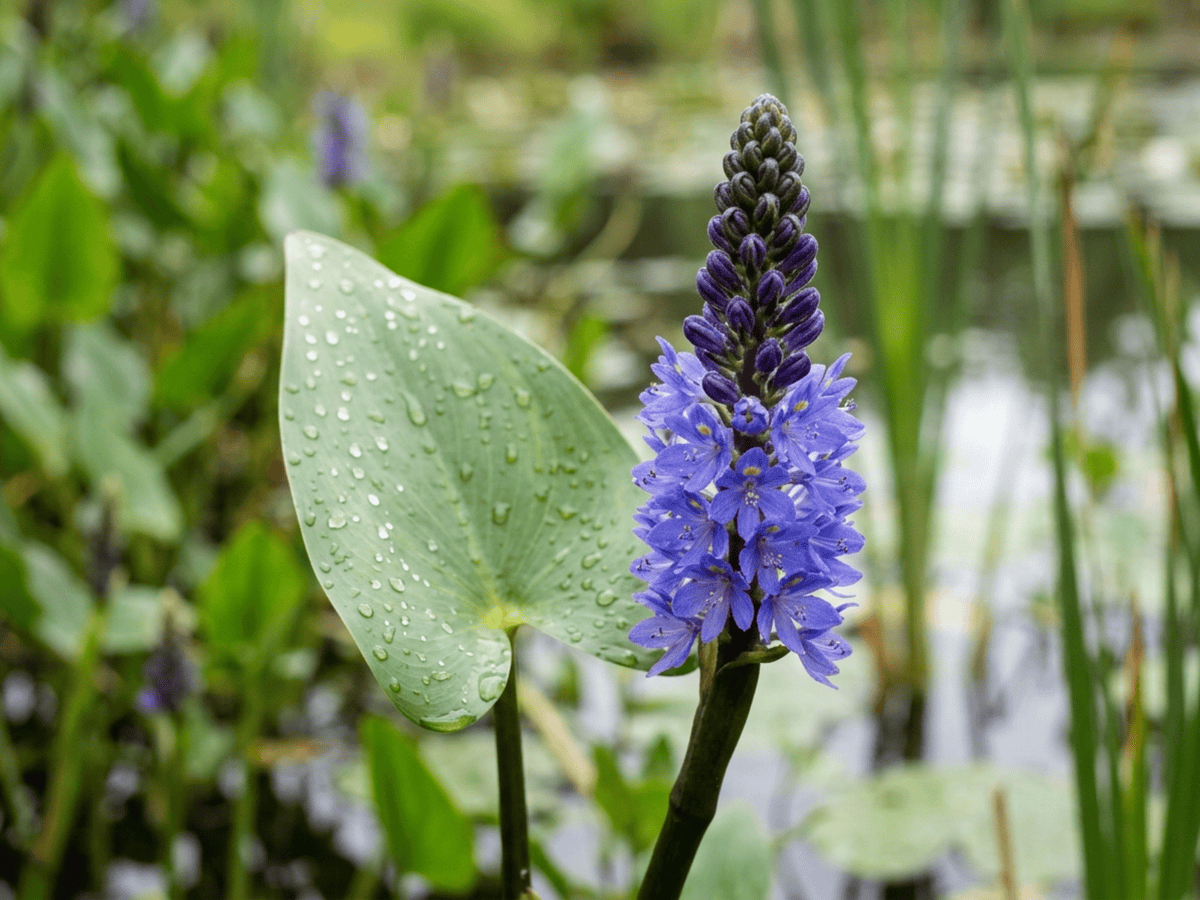 Pickerelweed — seasonal appearance