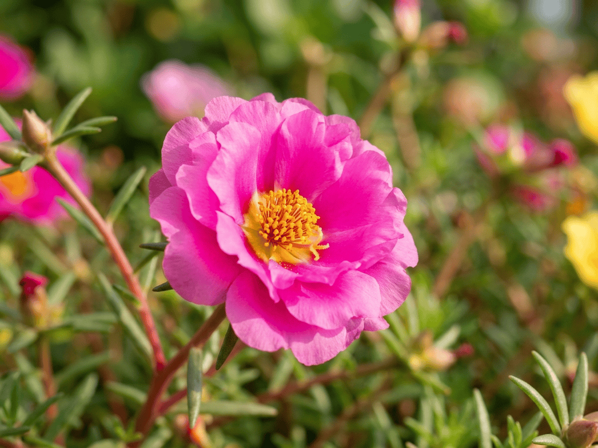 Porcellana a fiori grandi — primo piano di foglie e fiori