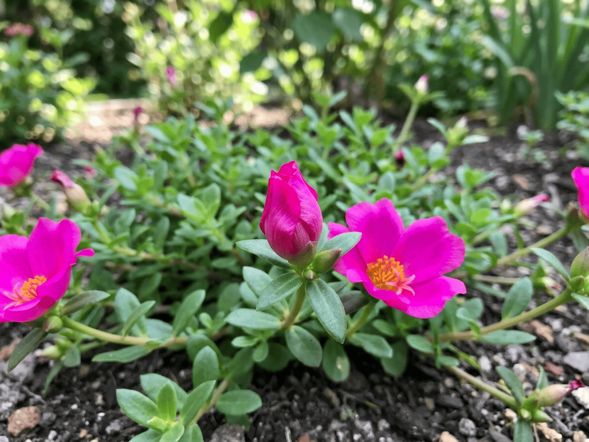 Wingpod Purslane — seasonal appearance