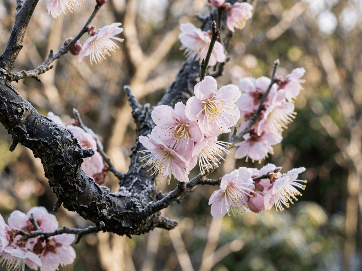 Flowering Apricot — close-up of leaves and flowers