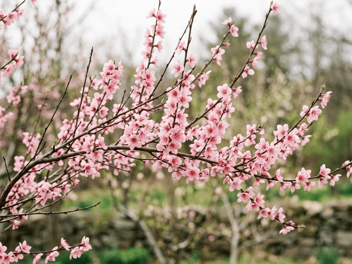 Peach — seasonal appearance