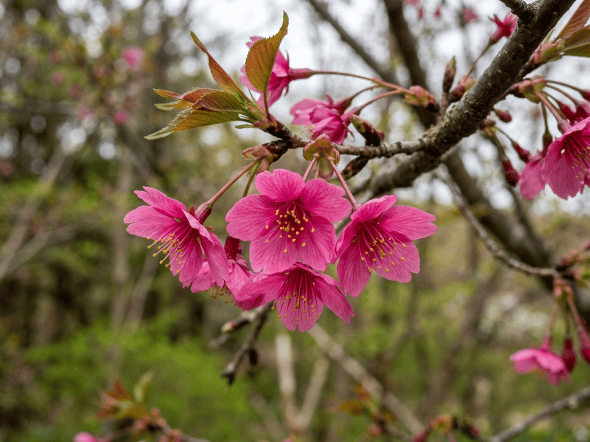North Japanese Hill Cherry — close-up of leaves and flowers