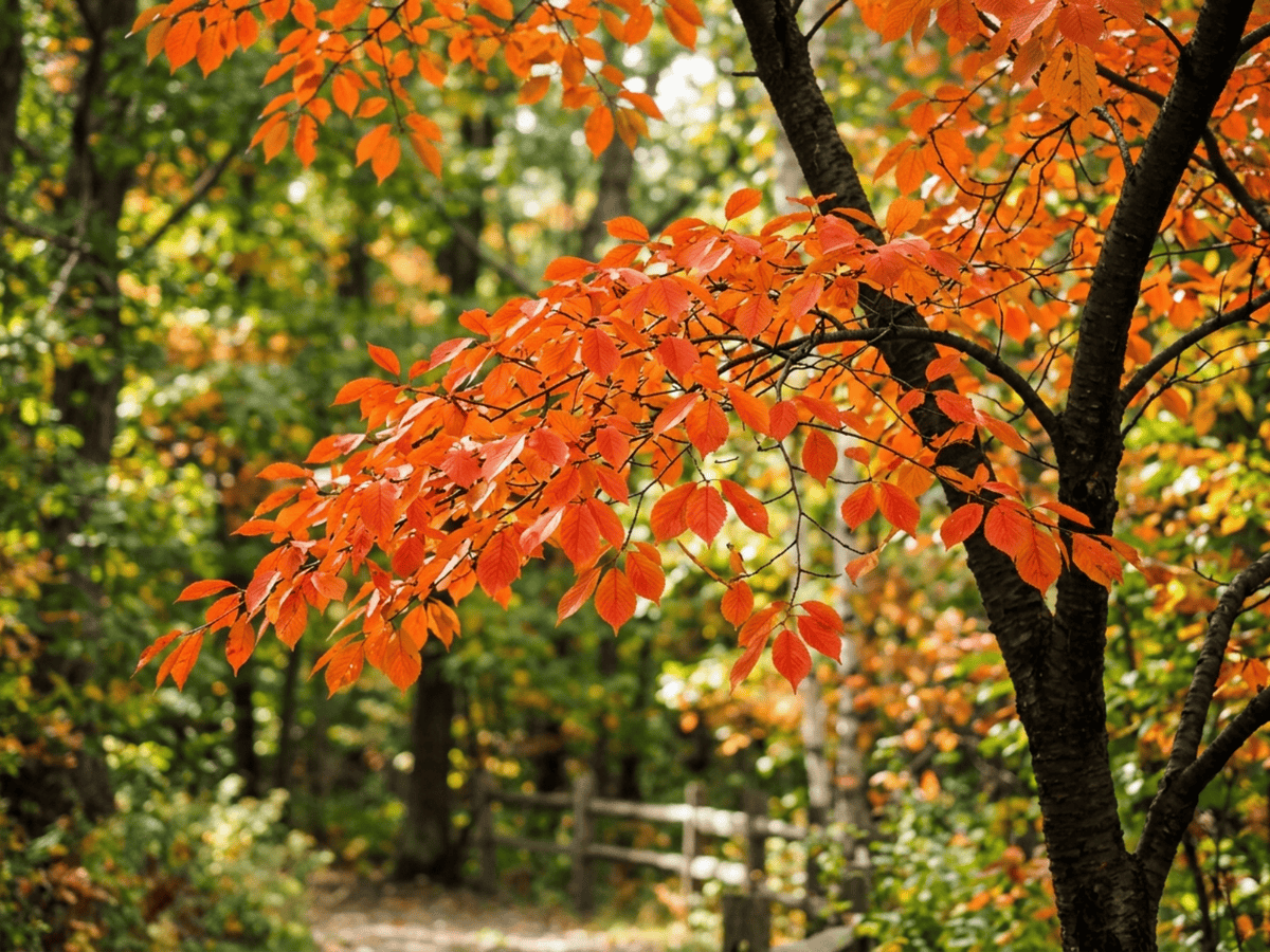 North Japanese Hill Cherry — seasonal appearance