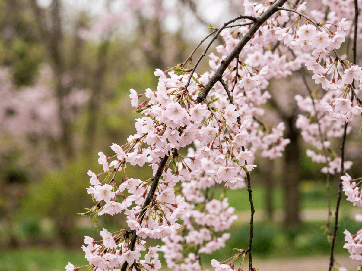 Ciliegio a fiori primaverili — primo piano di foglie e fiori