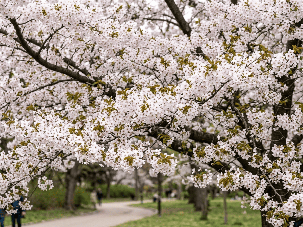 Cerisier Yoshino (Prunus x yedoensis), plante entière
