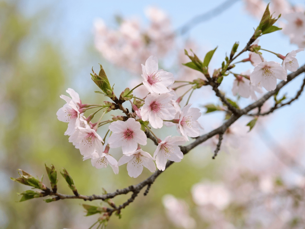 Cerisier Yoshino — gros plan sur feuilles et fleurs