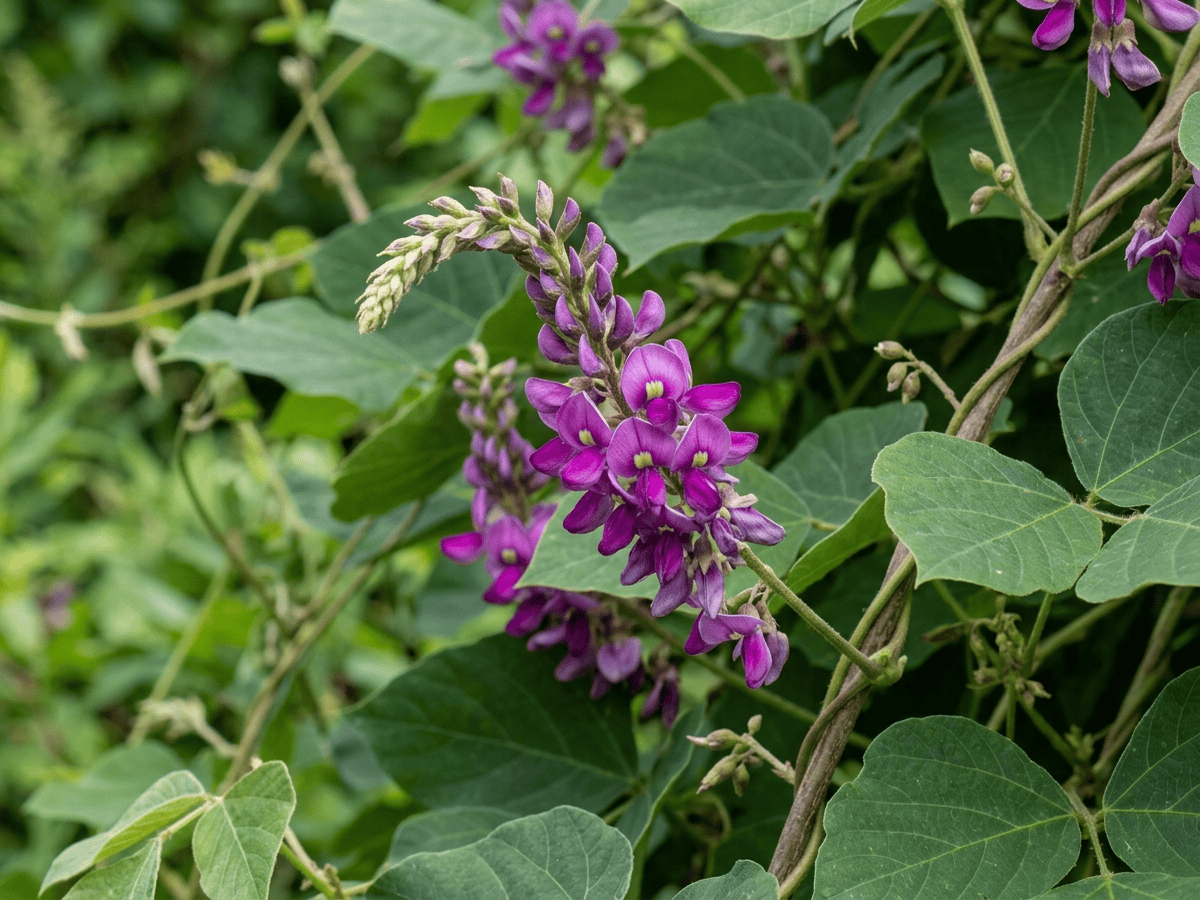 Kudzu — close-up of leaves and flowers