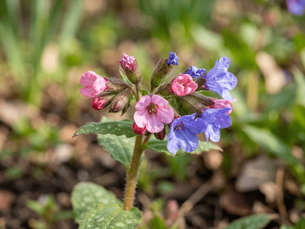 pulmonaria — aspecto estacional
