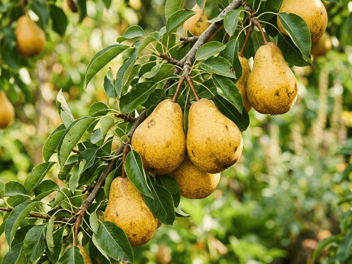Pero (Pyrus communis), pianta intera