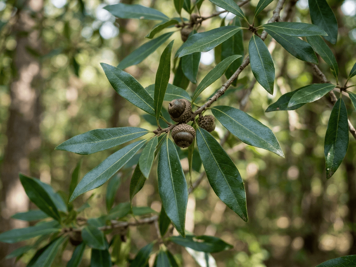roble laurel de pantano — primer plano de hojas y flores