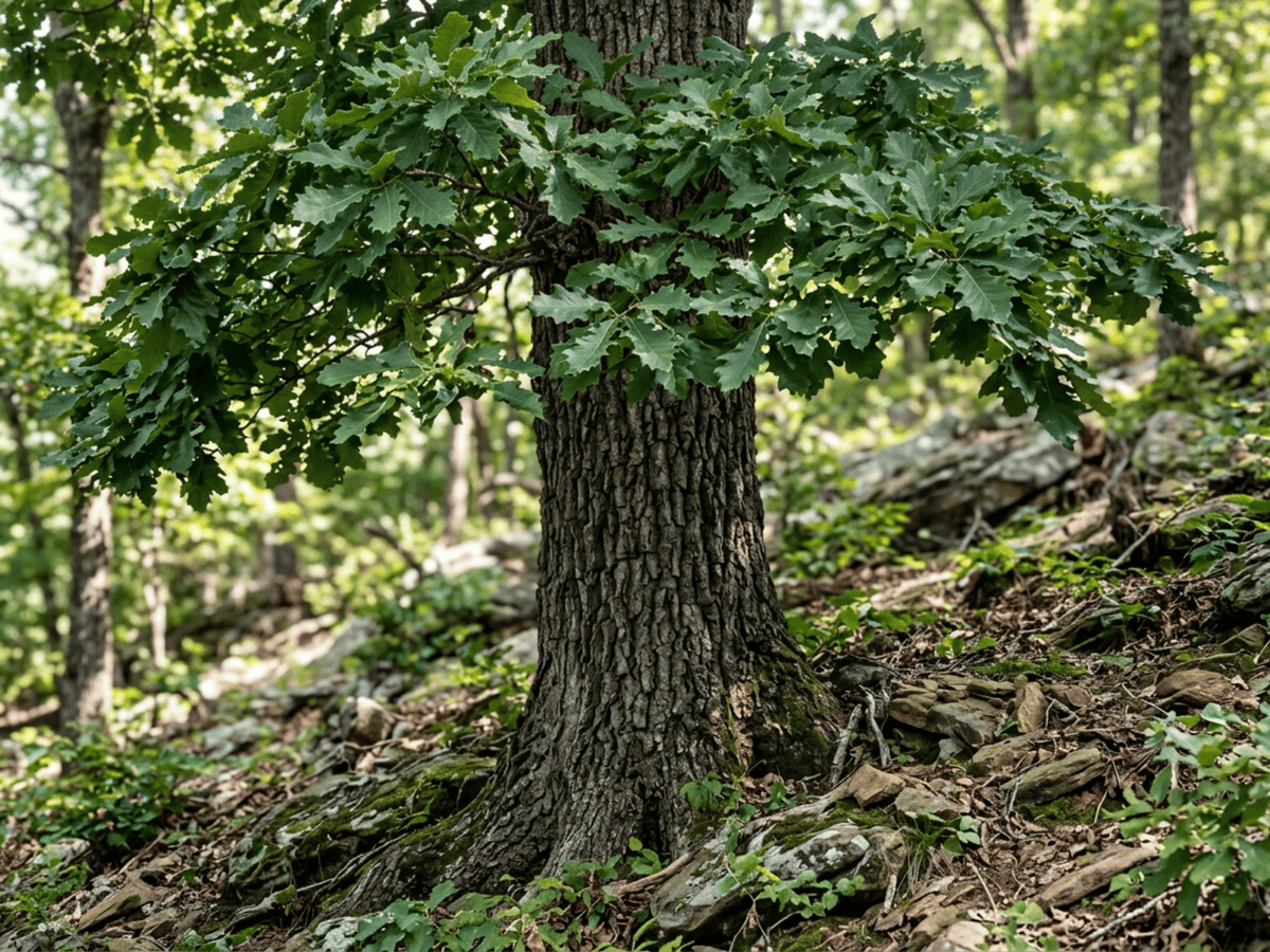 밤잎참나무(Quercus montana) 전체 모습