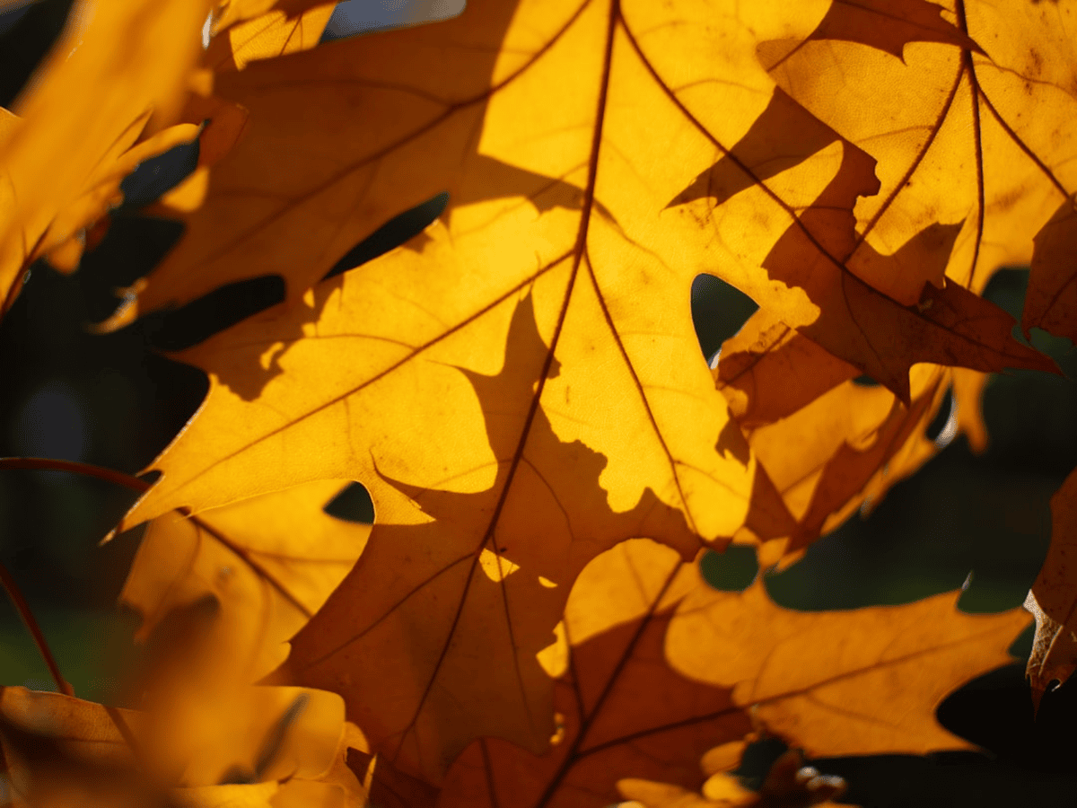 대왕참나무 잎과 꽃 클로즈업