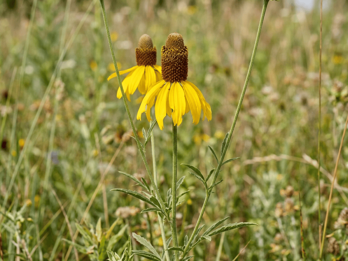 Cappello messicano (Ratibida columnifera), pianta intera