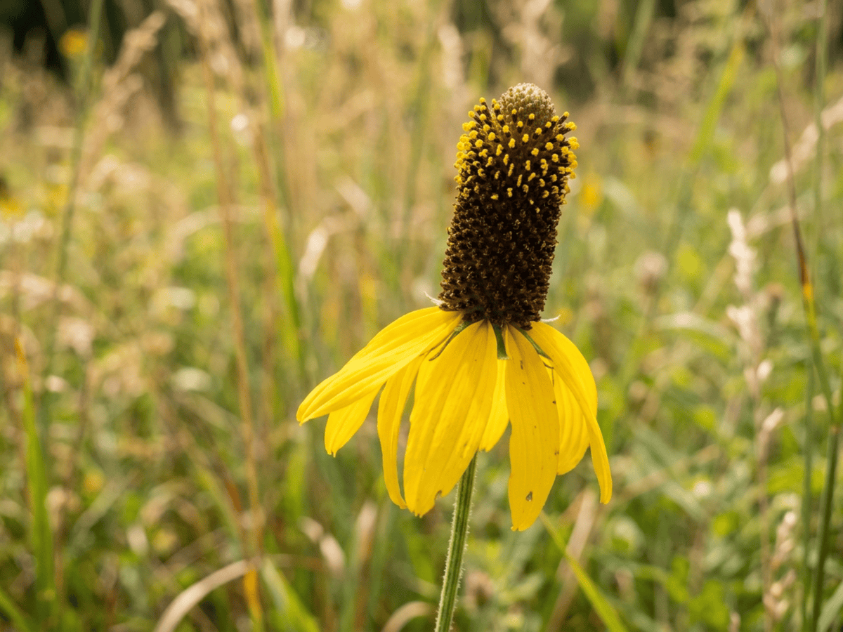 Cappello messicano — primo piano di foglie e fiori