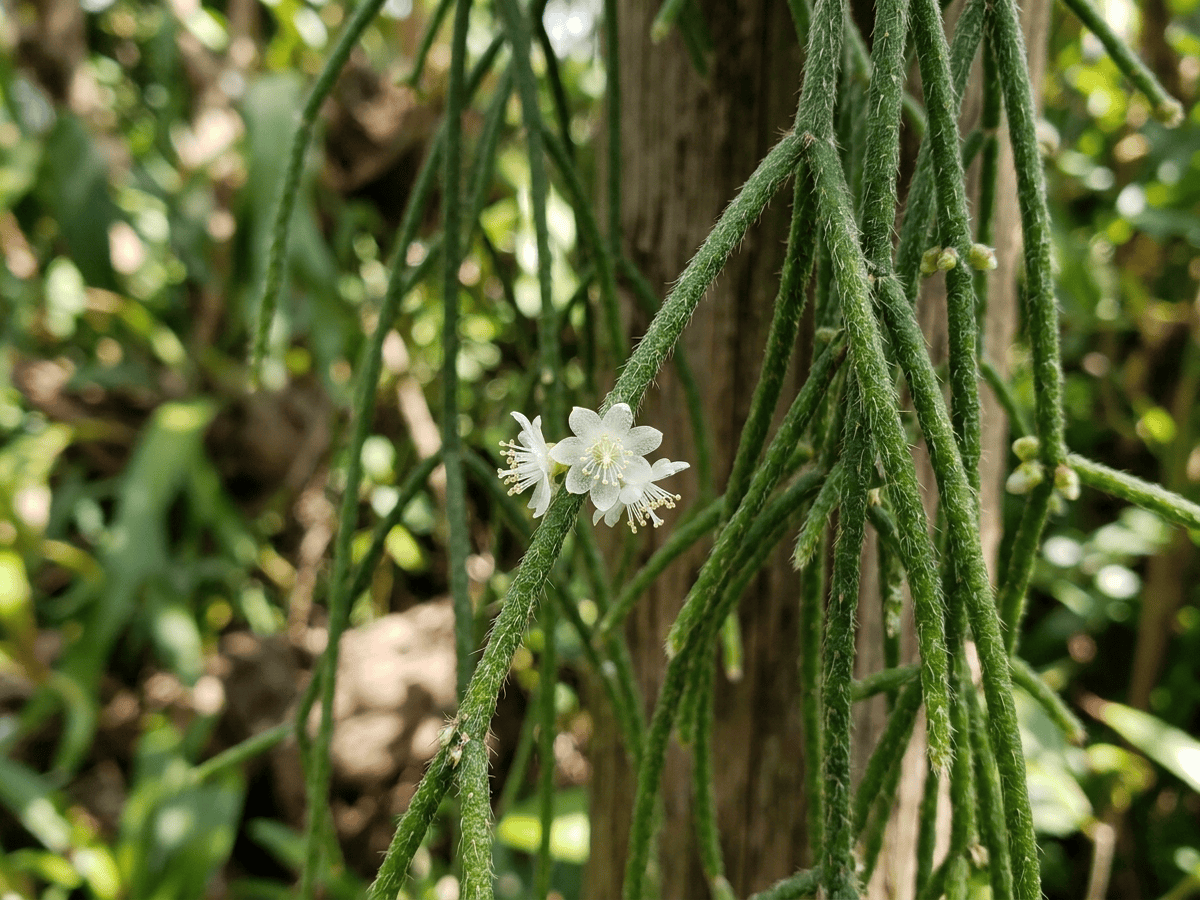 Mistletoe Cactus — close-up of leaves and flowers