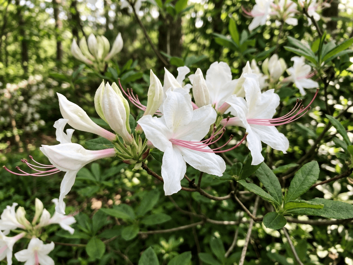 azalea — aspecto estacional