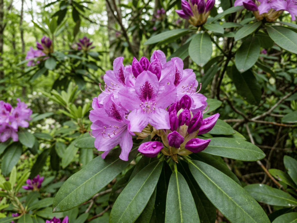 Catawba-Rhododendron — saisonales Erscheinungsbild