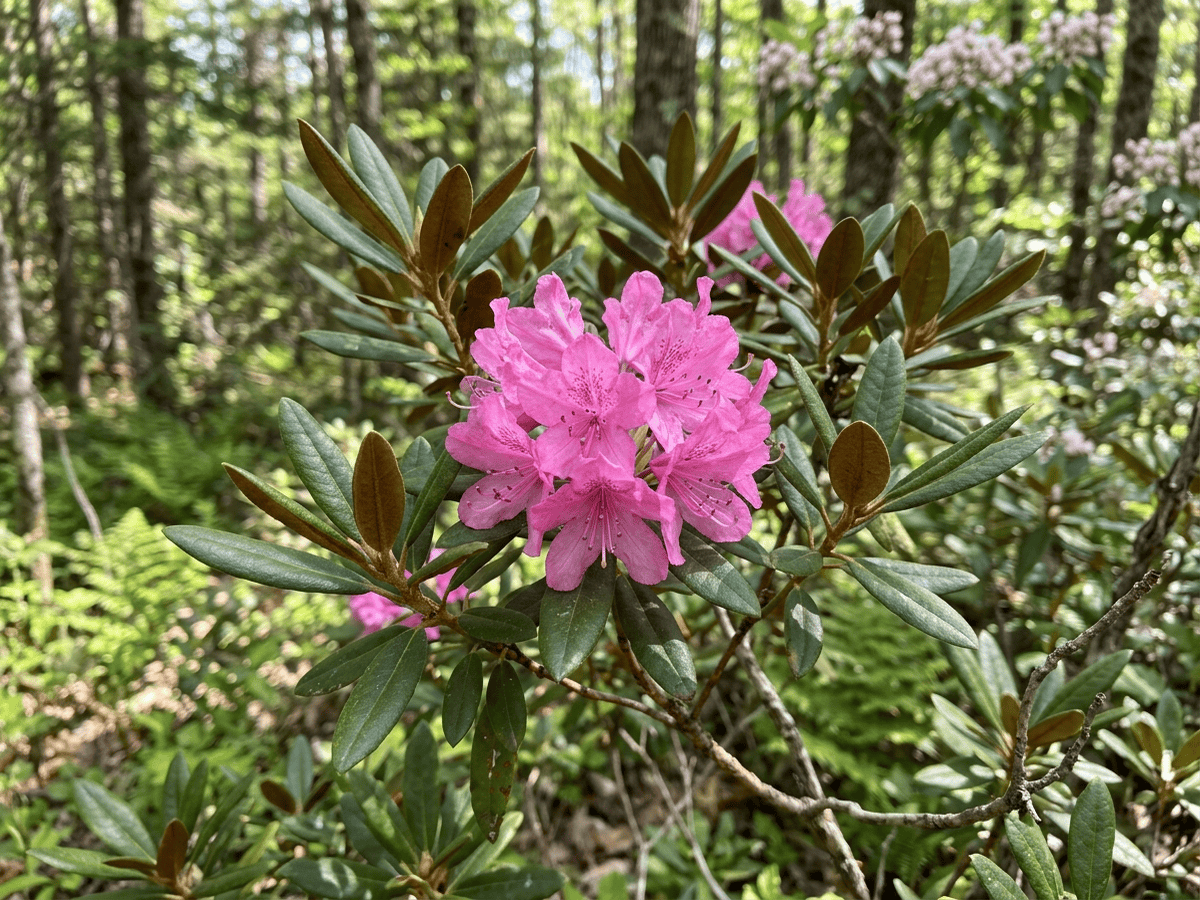 Rododendro minore — primo piano di foglie e fiori