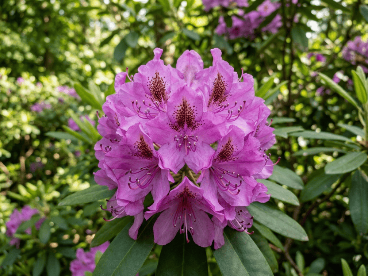 Pontic Rhododendron — close-up of leaves and flowers