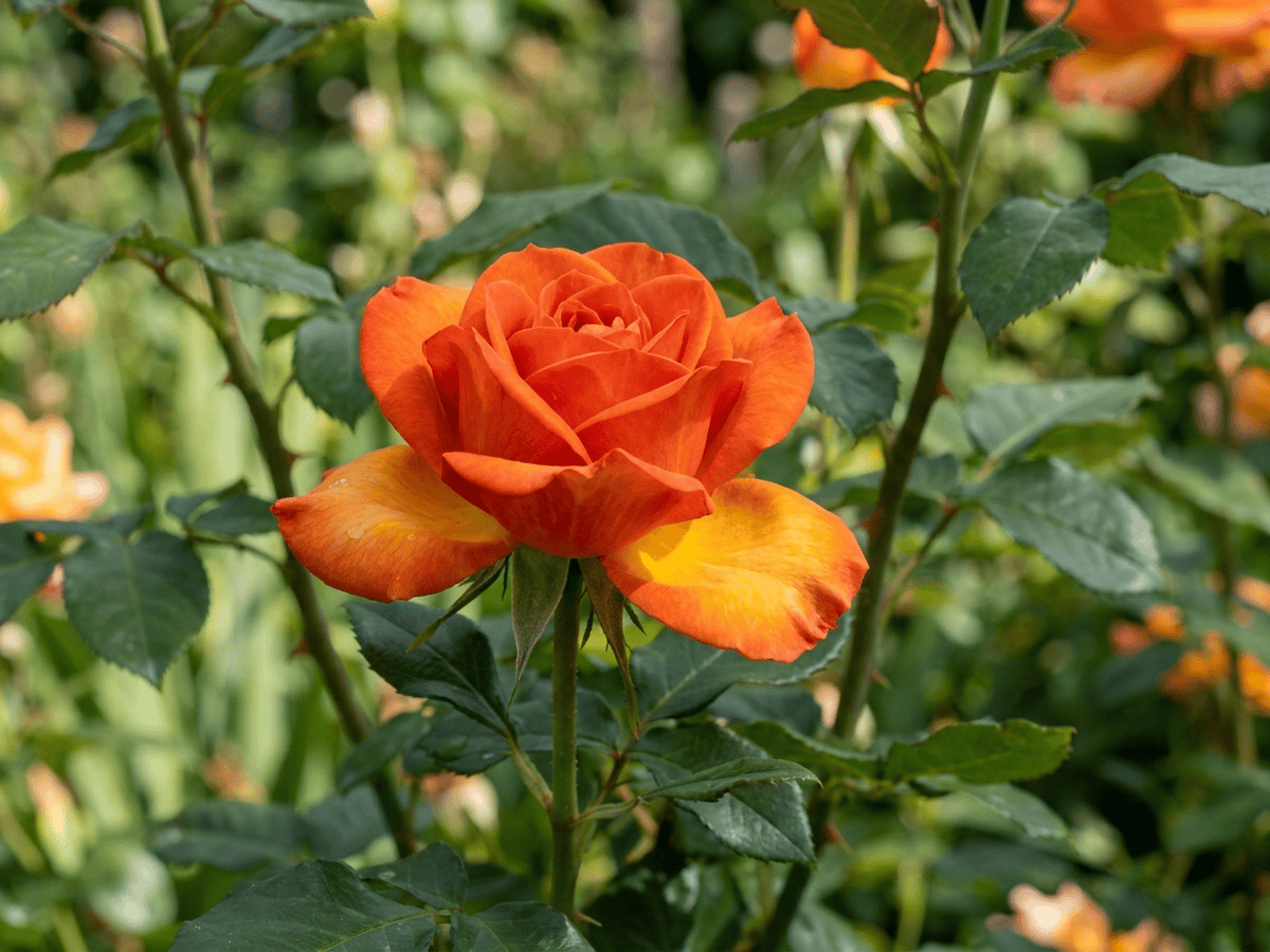 About Face — close-up of leaves and flowers