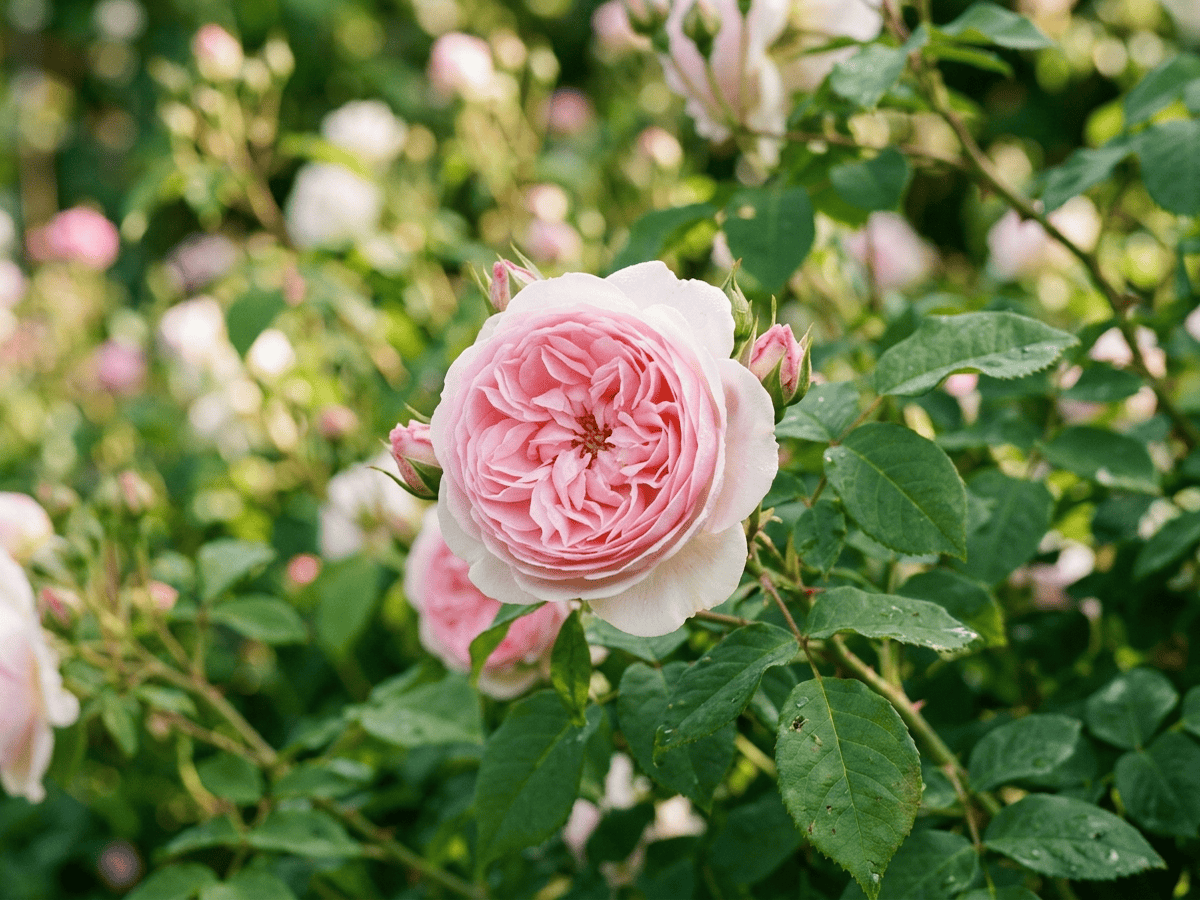 Heritage — close-up of leaves and flowers