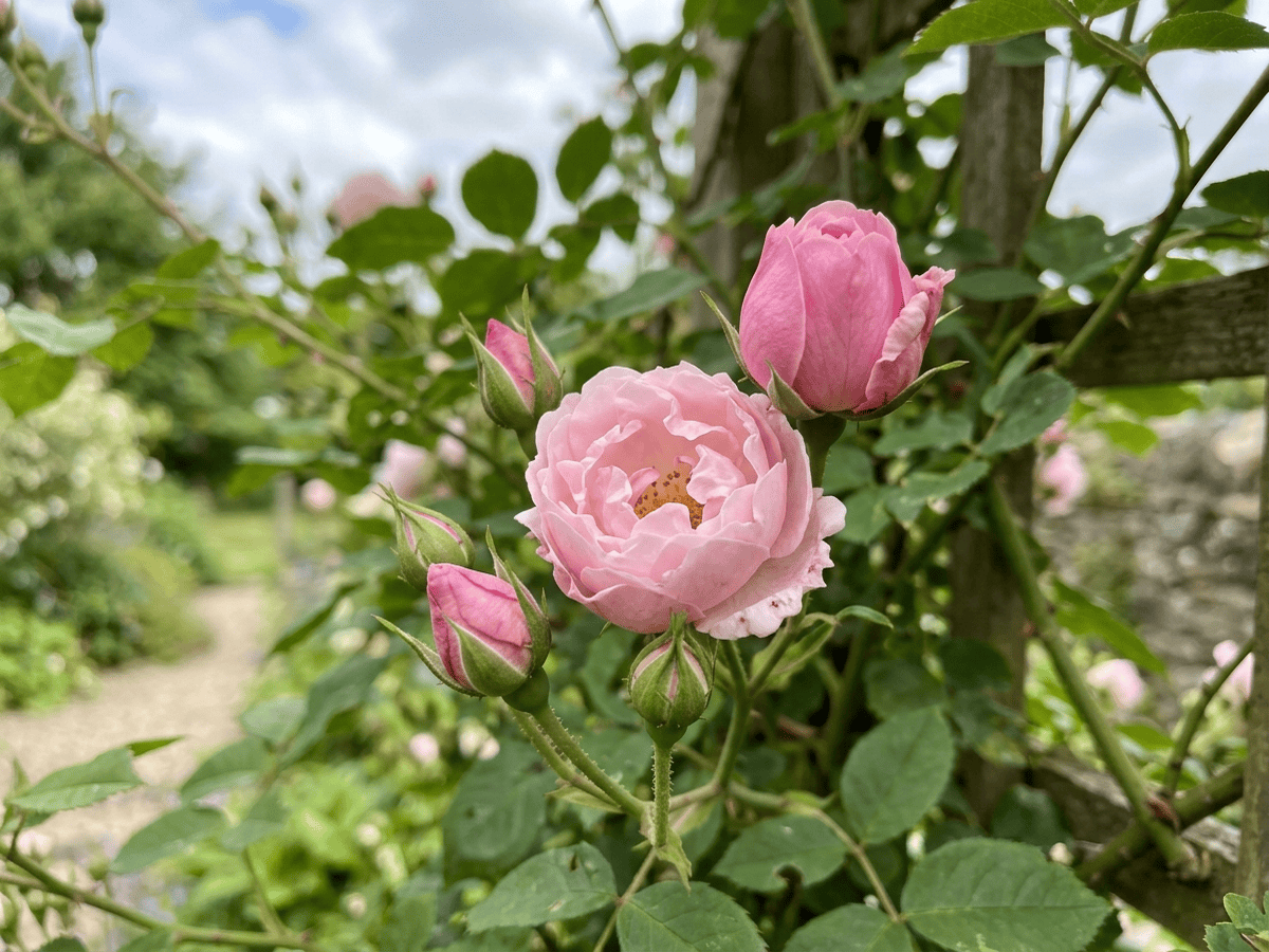 Old Blush — seasonal appearance
