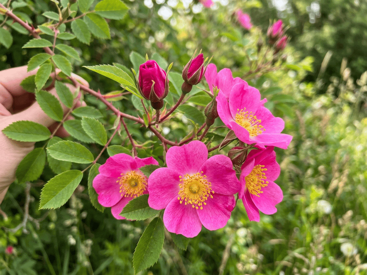 Virginian Rose — seasonal appearance