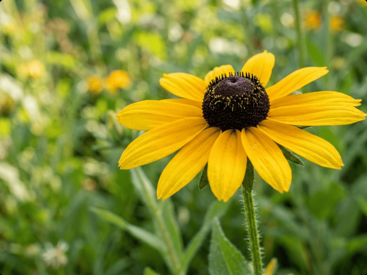rudbeckia — primer plano de hojas y flores