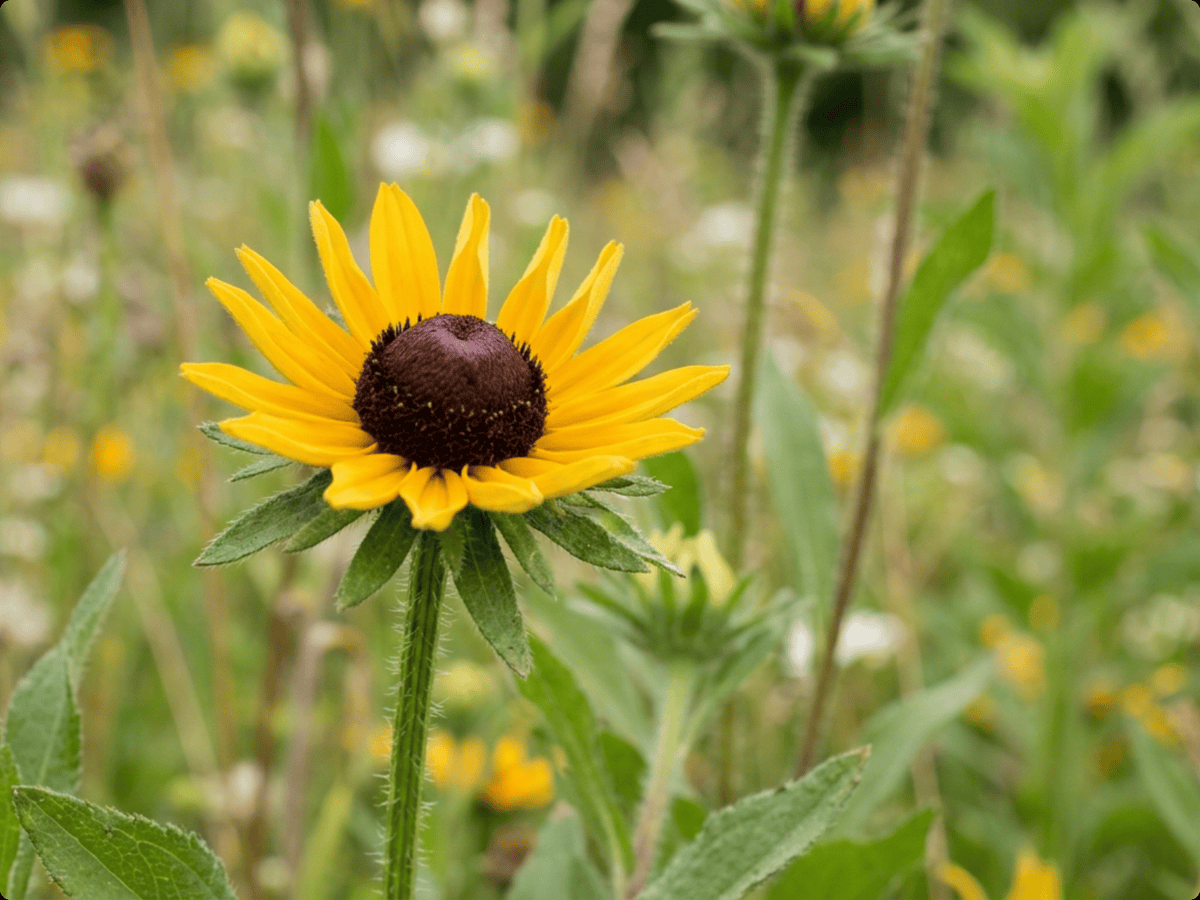 rudbeckia — aspecto estacional