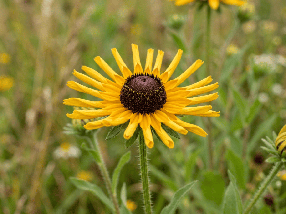 Rudbeckia dolce — primo piano di foglie e fiori